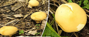 Yellow Puffball Mushroom Documented in Arunachal Pradesh
