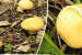 Yellow Puffball Mushroom Documented in Arunachal Pradesh