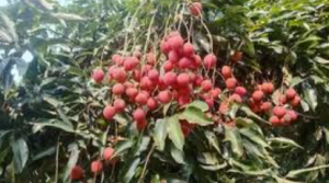 Assam Exports Tezpur Litchis to Dubai and Singapore