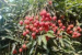 Assam Exports Tezpur Litchis to Dubai and Singapore