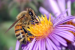 Honey Bees Spread Myrtle Rust Across Australia