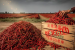China Rejects Indian Chilli Consignments