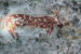 ASI Finds Ancient Inscriptions in Nallamala Tiger Reserve