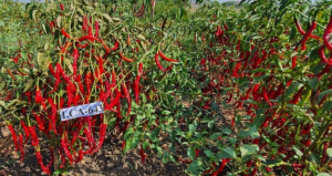Guntur Lam Farm Releases Two New Chilli Varieties