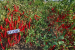 Guntur Lam Farm Releases Two New Chilli Varieties