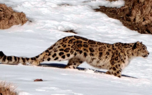 SHAN Conservation Society to protect snow leopards in Ladakh