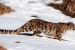 SHAN Conservation Society to protect snow leopards in Ladakh