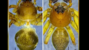 New Lynx Spider Species Found in Meghalaya