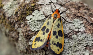 Scientists Discover New Forester Moth in Kali Tiger Reserve