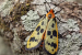 Scientists Discover New Forester Moth in Kali Tiger Reserve