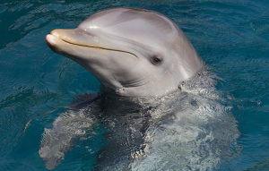 Bengal Plans Dolphin Parks Along the Hooghly