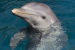 Bengal Plans Dolphin Parks Along the Hooghly