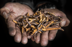 Yarsagumba Harvest Season Draws Thousands in Himalayas