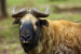 Mishmi Takin Spotted in Sikkim After Three Decades