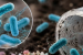 Plastic-Eating Bacteria Break Down PVC Microplastics