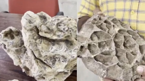 15-Million-Year-Old Shark Fossils Found in Odisha