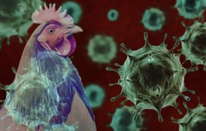 H5 Bird Flu Detected in Western Australia
