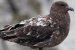 Australia Confirms First Mainland H5N1 Case