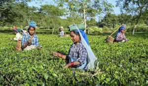 Assam Adds Tea Landholding to Farmers’ Registry