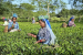 Assam Adds Tea Landholding to Farmers’ Registry