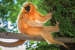 Golden Langurs Released in Assam’s Sikhna Jwhwlao Park