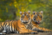 All-India Tiger Estimation 2026