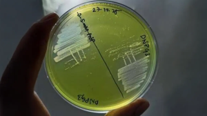 What is Brachybacterium netajii?
