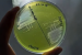 What is Brachybacterium netajii?