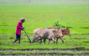 Kisan Sarathi Digital Agro-Advisory Platform
