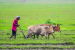 Kisan Sarathi Digital Agro-Advisory Platform