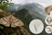 New Moth Genus Found in Western Ghats