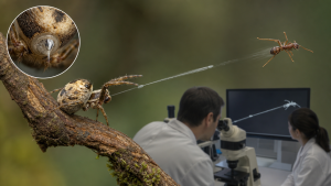 Ballista Spider Discovered in Queensland Rainforests