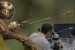 Ballista Spider Discovered in Queensland Rainforests