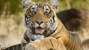 Satkosia Tiger Reserve Tiger Reintroduction Gets NTCA Approval