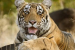 Satkosia Tiger Reserve Tiger Reintroduction Gets NTCA Approval