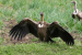 White-rumped Vulture Conservation Challenges