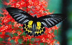 Southern Birdwing Spotted in Telangana