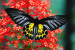 Southern Birdwing Spotted in Telangana