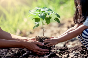 Van Mahotsav Tree Plantation Campaign
