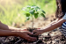Van Mahotsav Tree Plantation Campaign