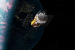 NASA Swift Telescope Robotic Rescue