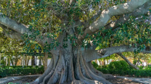 Bihar Banyan Tree Named World’s Oldest Accurately Dated