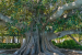 Bihar Banyan Tree Named World’s Oldest Accurately Dated