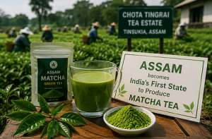 Assam Begins Commercial Matcha Tea Production