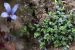 Lost Alpine Flower Rediscovered in Arunachal Pradesh After 158 Years
