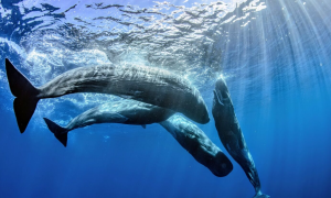 Scientists Decode Sperm Whale Communication
