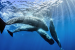 Scientists Decode Sperm Whale Communication
