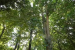 Centre Clears ₹3,000-Crore Scheme to Save 15,000 Sacred Groves