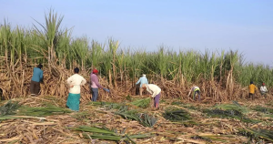 Indian Potash, Jain Irrigation Sign Drip Irrigation MoU