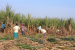 Indian Potash, Jain Irrigation Sign Drip Irrigation MoU